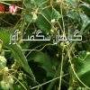 گیاهان شگفتآور