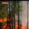 دانلود مستند آتش سوزی در جنگل از مجموعه آیا میدانستید؟