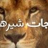 دانلود مستند نجات شیرها با دوبله فارسی شبکه منوتو