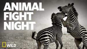شب نبرد حیوانات