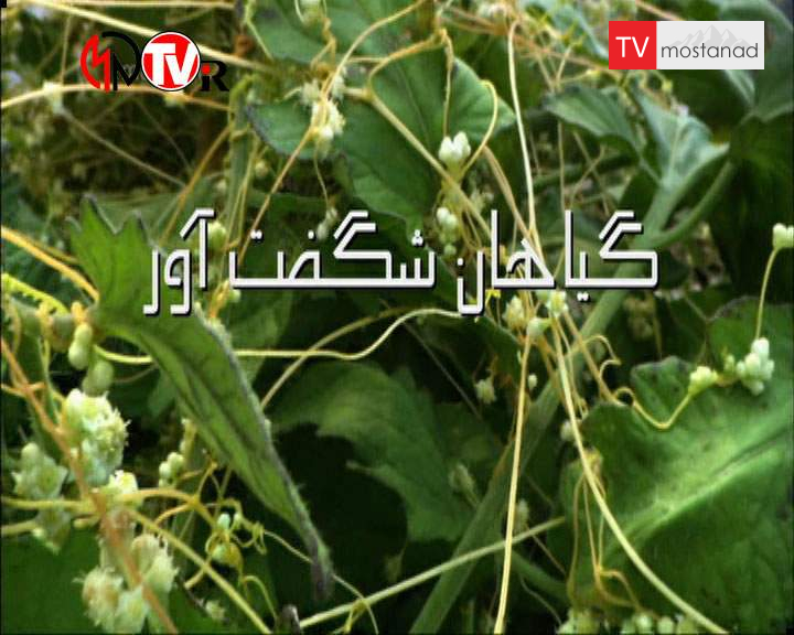 ۱ گیاهان شگفتآور