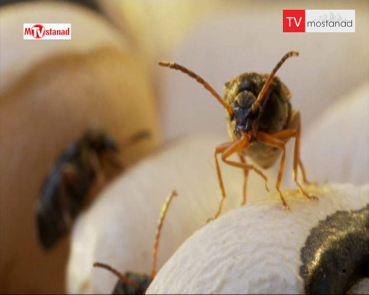 ۱ موجودات پنهان خانه شما