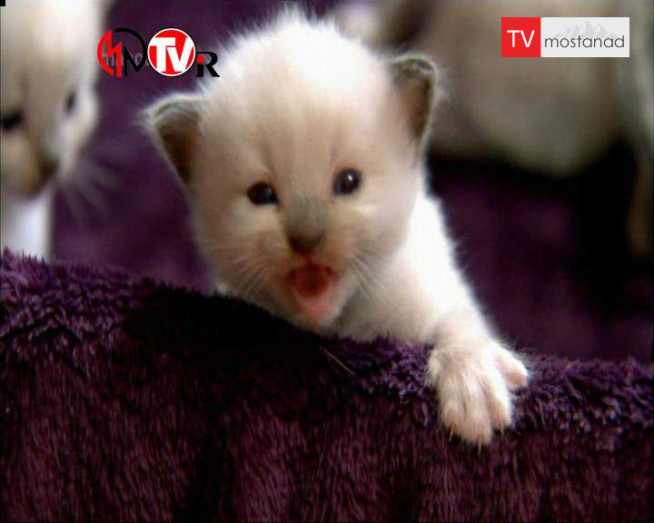 ۲ دوست داشتنیها