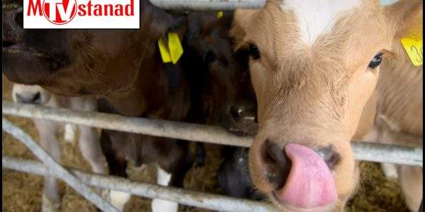 شگفتیهای تولد حیوانات