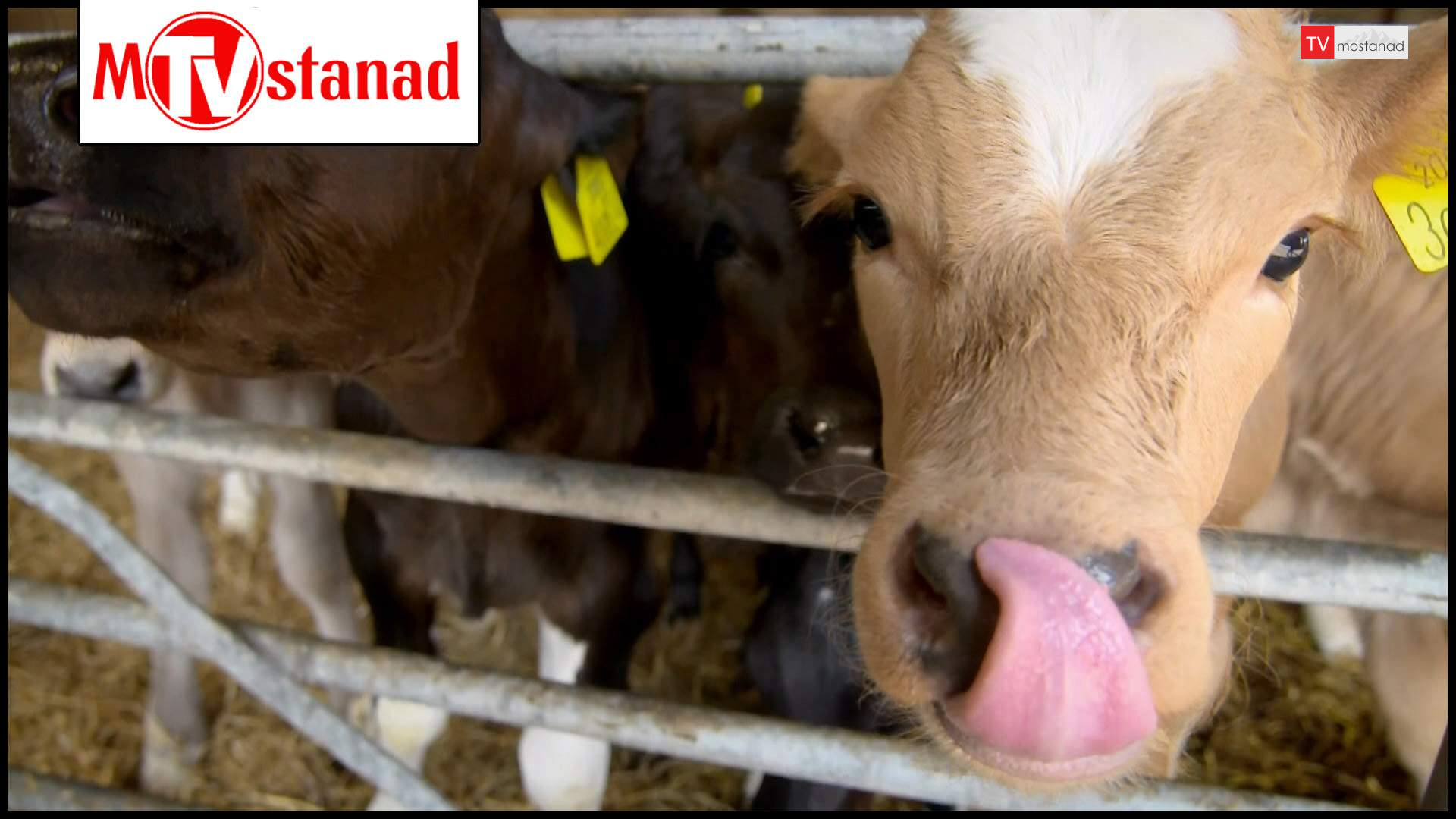 شگفتیهای تولد حیوانات شگفتیهای تولد حیوانات