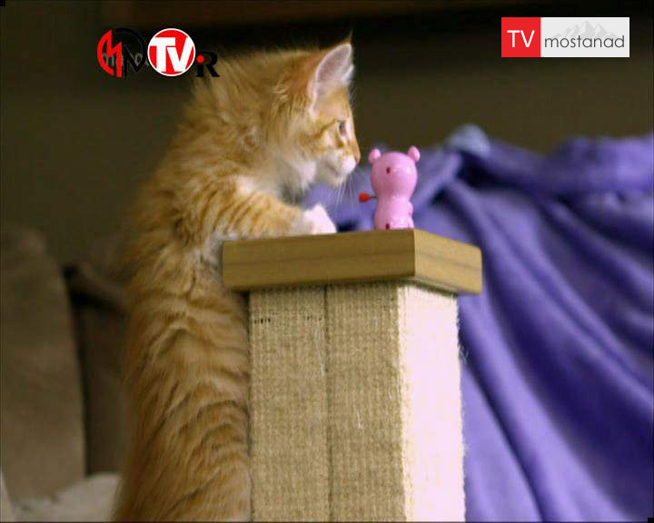 ۳ دوست داشتنیها