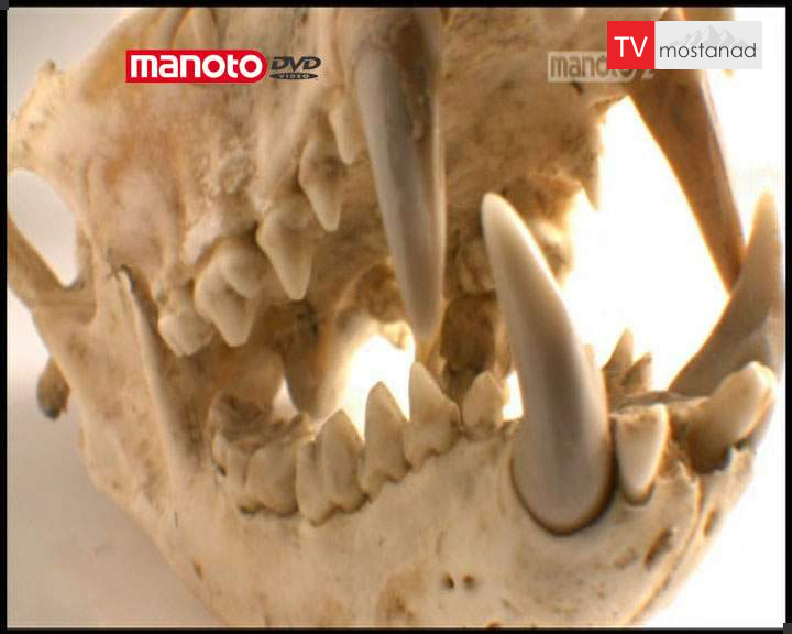 تکامل تکامل