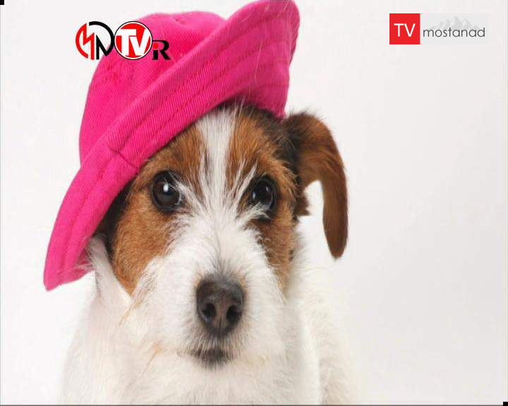 ۴ دوست داشتنیها