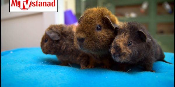 شگفتیهای تولد حیوانات