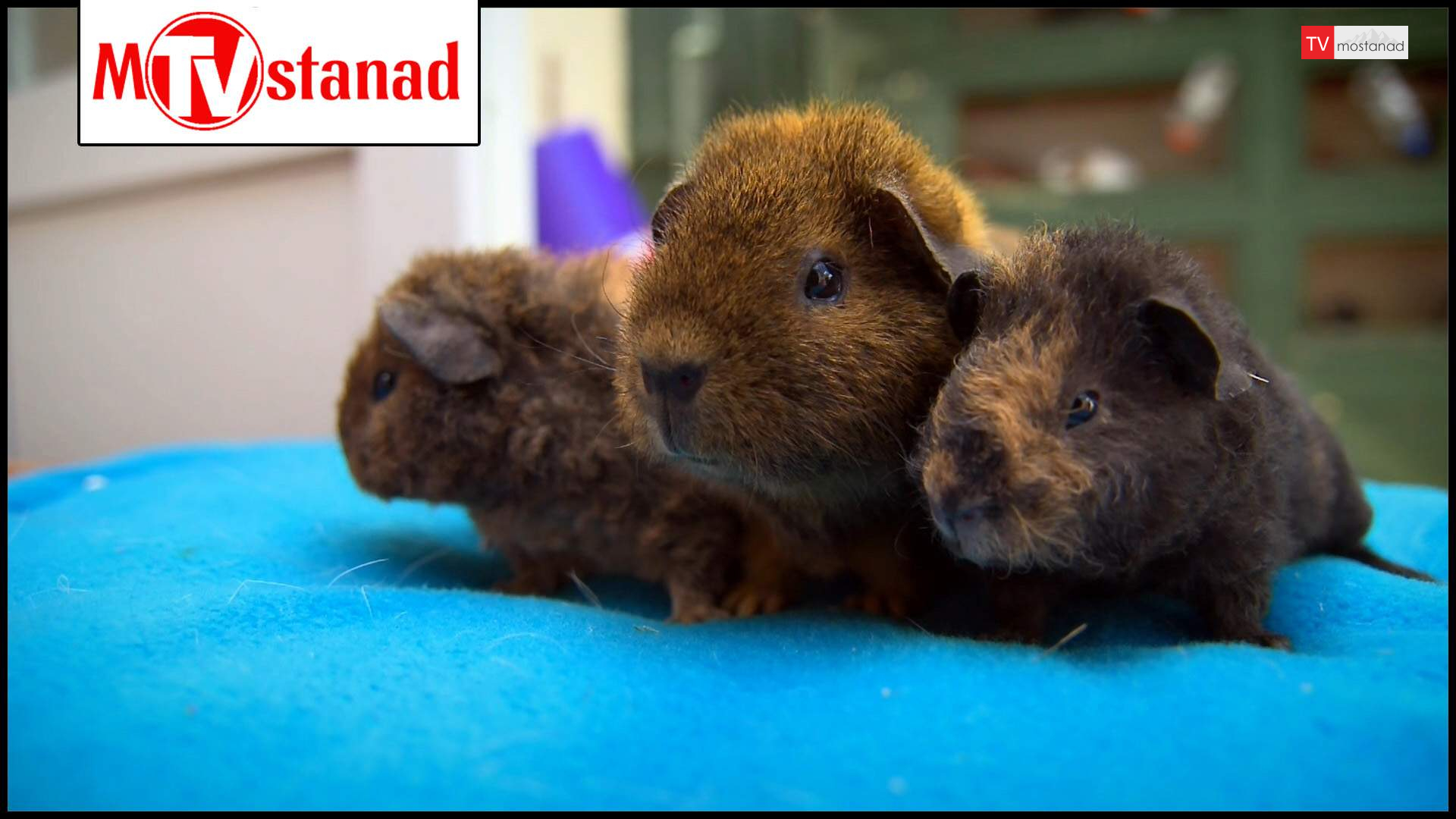 شگفتیهای تولد حیوانات شگفتیهای تولد حیوانات