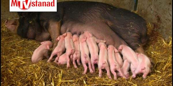 شگفتیهای تولد حیوانات