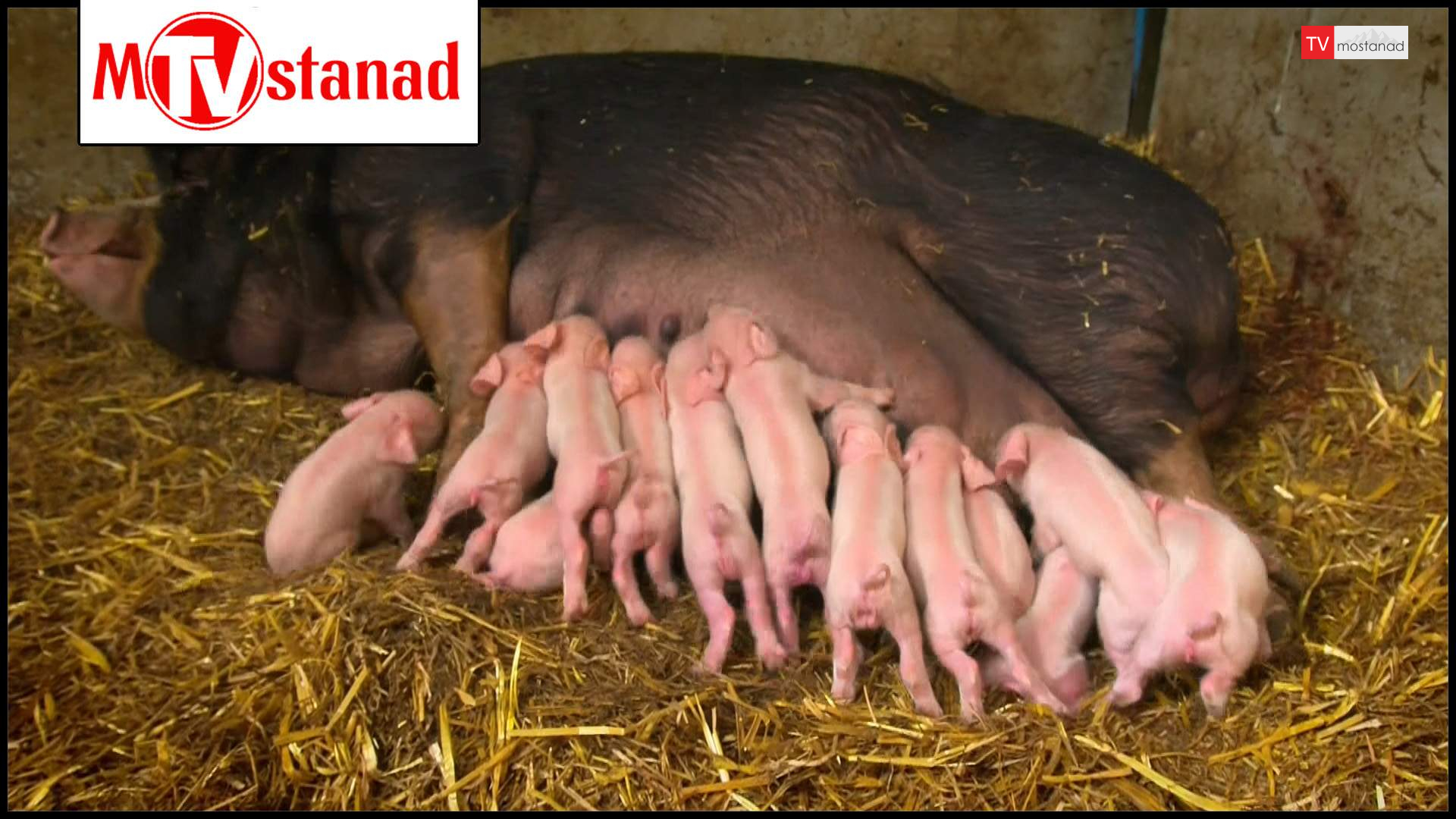 شگفتیهای تولد حیوانات شگفتیهای تولد حیوانات