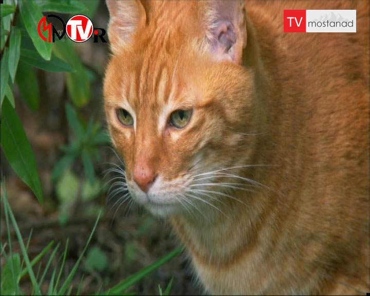 ۶ دانلود مجموعه دانستنی ها بی بی سی با دوبله فارسی