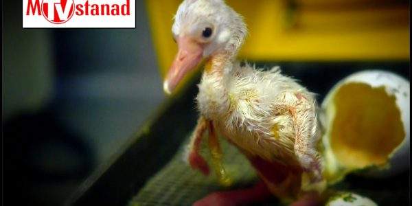 شگفتیهای تولد حیوانات