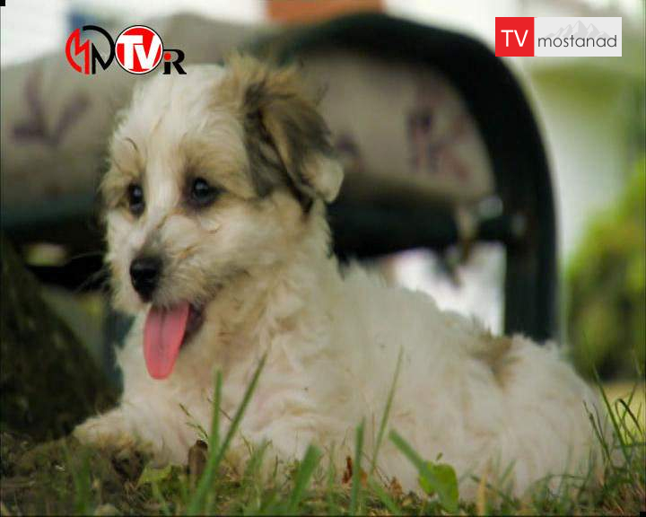 ۶ دوست داشتنیها