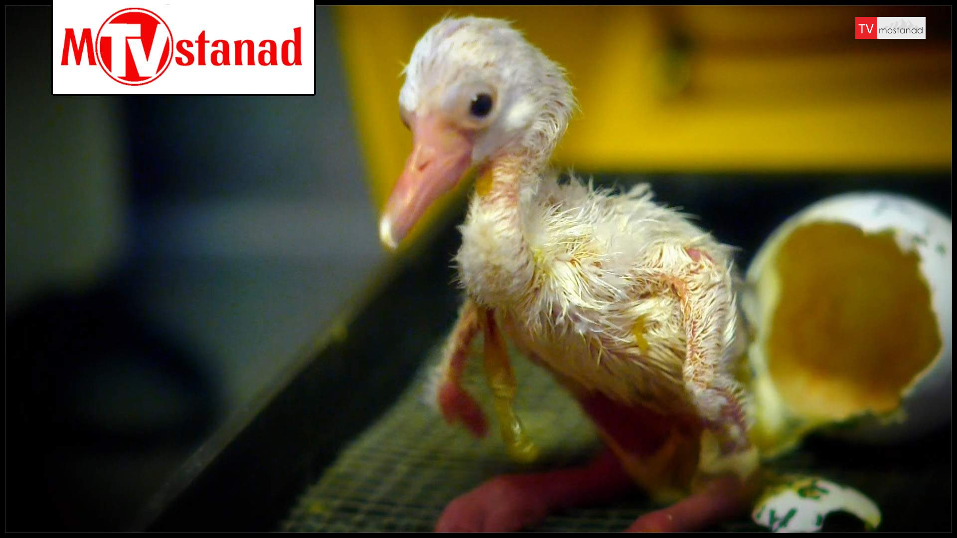 ۶ شگفتیهای تولد حیوانات