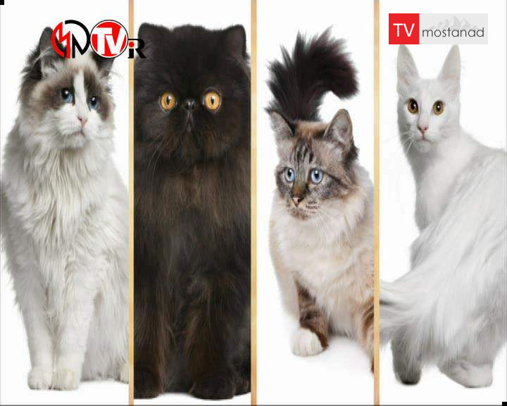 ۷ دوست داشتنیها