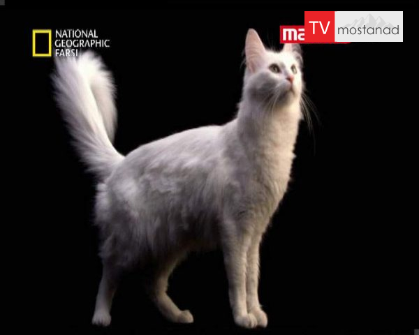 دانلود مستند درباره ی گربه ها از مجموعه برنامه علمی دانلود مستند درباره ی گربه ها از مجموعه برنامه علمی