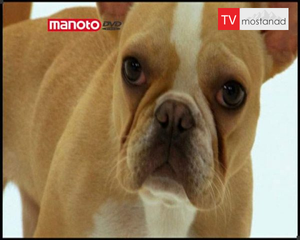 دانلود مستند دنیای سگ ها 1 – 1 از مجموعه دنیای سگ ها دانلود مستند دنیای سگ ها 1 - 1 از مجموعه دنیای سگ ها