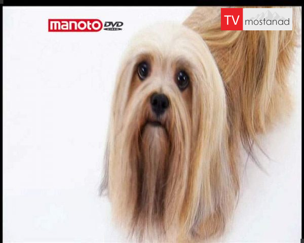 دانلود مستند دنیای سگ ها 2 – 2 از مجموعه دنیای سگ ها دانلود مستند دنیای سگ ها 2 - 2 از مجموعه دنیای سگ ها