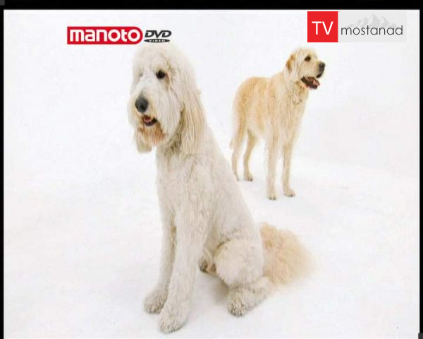 دانلود مستند دنیای سگ ها 2 – 3 از مجموعه دنیای سگ ها دانلود مستند دنیای سگ ها 2 - 3 از مجموعه دنیای سگ ها