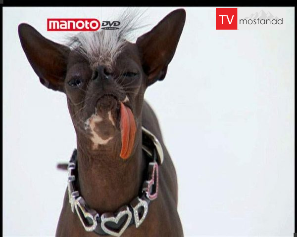 دانلود مستند دنیای سگ ها 2 – 5 از مجموعه دنیای سگ ها دانلود مستند دنیای سگ ها 2 - 5 از مجموعه دنیای سگ ها