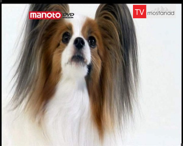 دانلود مستند دنیای سگ ها 3 – 1 از مجموعه دنیای سگ ها دانلود مستند دنیای سگ ها 3 - 1 از مجموعه دنیای سگ ها