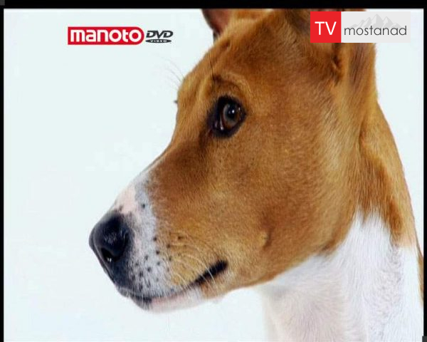 دانلود مستند دنیای سگ ها 3 – 2 از مجموعه دنیای سگ ها دانلود مستند دنیای سگ ها 3 - 2 از مجموعه دنیای سگ ها