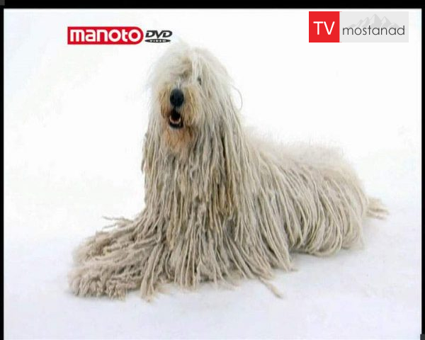 دانلود مستند دنیای سگ ها 3 – 4 از مجموعه دنیای سگ ها دانلود مستند دنیای سگ ها 3 - 4 از مجموعه دنیای سگ ها