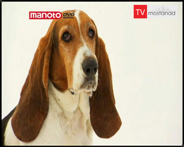 دانلود مستند دنیای سگ ها 1 – 2 از مجموعه دنیای سگ ها دانلود مستند دنیای سگ ها 1 - 2 از مجموعه دنیای سگ ها