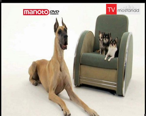 دانلود مستند دنیای سگ ها 3 – 5 از مجموعه دنیای سگ ها دانلود مستند دنیای سگ ها 3 - 5 از مجموعه دنیای سگ ها