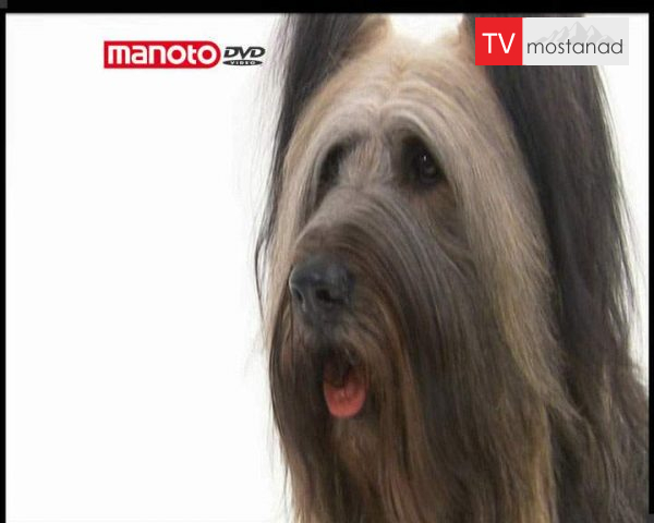 دانلود مستند دنیای سگ ها 4 – 1 از مجموعه دنیای سگ ها دانلود مستند دنیای سگ ها 4 - 1 از مجموعه دنیای سگ ها