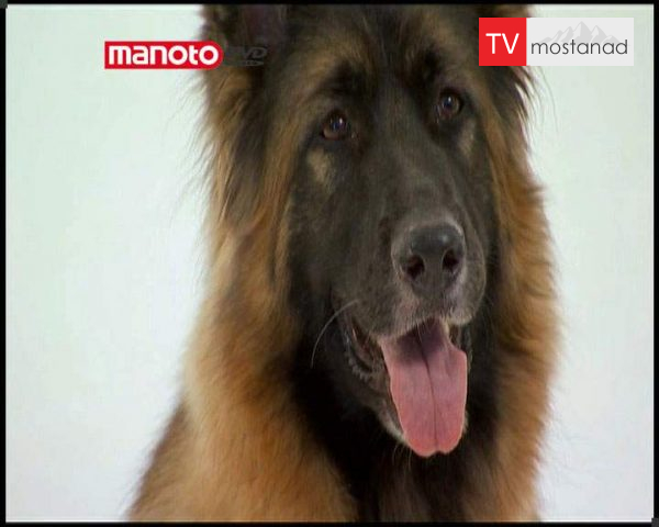 دانلود مستند دنیای سگ ها 1 – 3 از مجموعه دنیای سگ ها دانلود مستند دنیای سگ ها 1 - 3 از مجموعه دنیای سگ ها