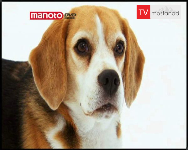 دانلود مستند دنیای سگ ها 1 – 4 از مجموعه دنیای سگ ها دانلود مستند دنیای سگ ها 1 - 4 از مجموعه دنیای سگ ها