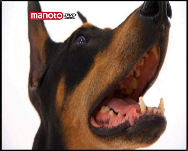 دانلود مستند دنیای سگ ها 1 - 5 از مجموعه دنیای سگ ها