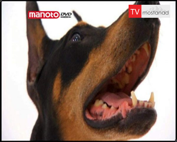 دانلود مستند دنیای سگ ها 1 – 5 از مجموعه دنیای سگ ها دانلود مستند دنیای سگ ها 1 - 5 از مجموعه دنیای سگ ها