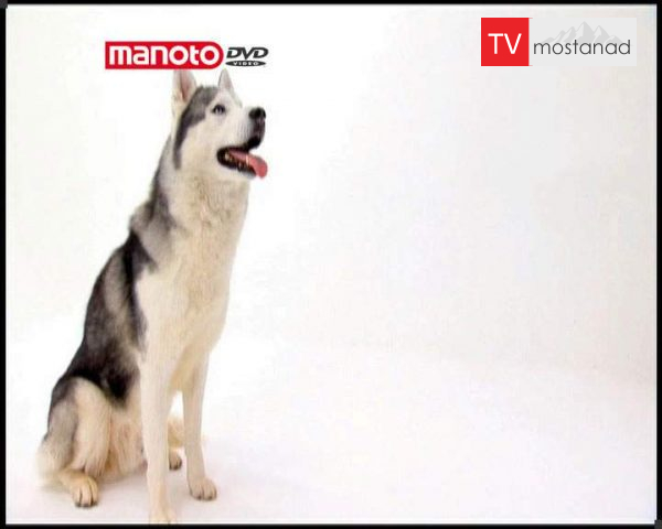 دانلود مستند دنیای سگ ها 1 – 7 از مجموعه دنیای سگ ها دانلود مستند دنیای سگ ها 1 - 7 از مجموعه دنیای سگ ها