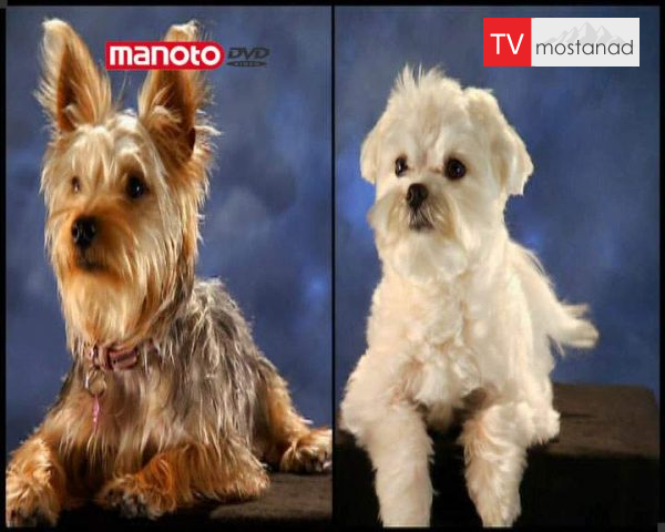 دانلود مستند سگ های مد روز از مجموعه دنیای سگ ها دانلود مستند سگ های مد روز از مجموعه دنیای سگ ها