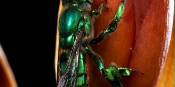 دانلود مستند گردافشانی از مجموعه شگفت انگیزترین عکس ها