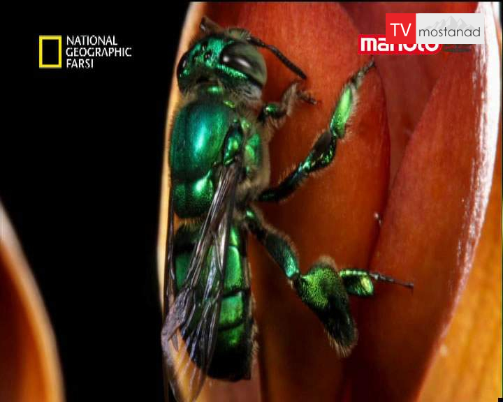 دانلود مستند گردافشانی از مجموعه شگفت انگیزترین عکس ها دانلود مستند گردافشانی از مجموعه شگفت انگیزترین عکس ها