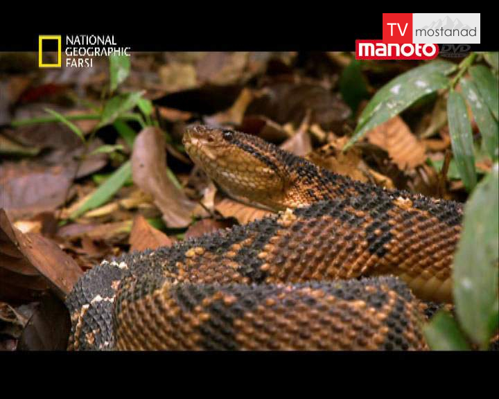 دانلود مستند آمازون از مجموعه کشنده ترین حیوانات جهان دانلود مستند آمازون از مجموعه کشنده ترین حیوانات جهان