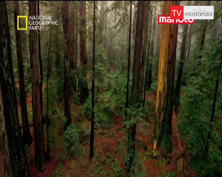 دانلود مستند سرخ چوب از مجموعه شگفت انگیزترین عکس ها دانلود مستند سرخ چوب از مجموعه شگفت انگیزترین عکس ها