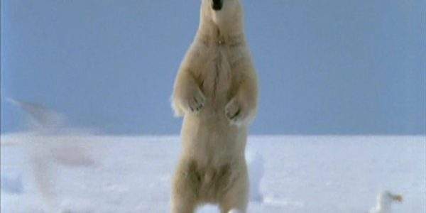 دانلود مستند خرس قطبی از مجموعه شکارچیان