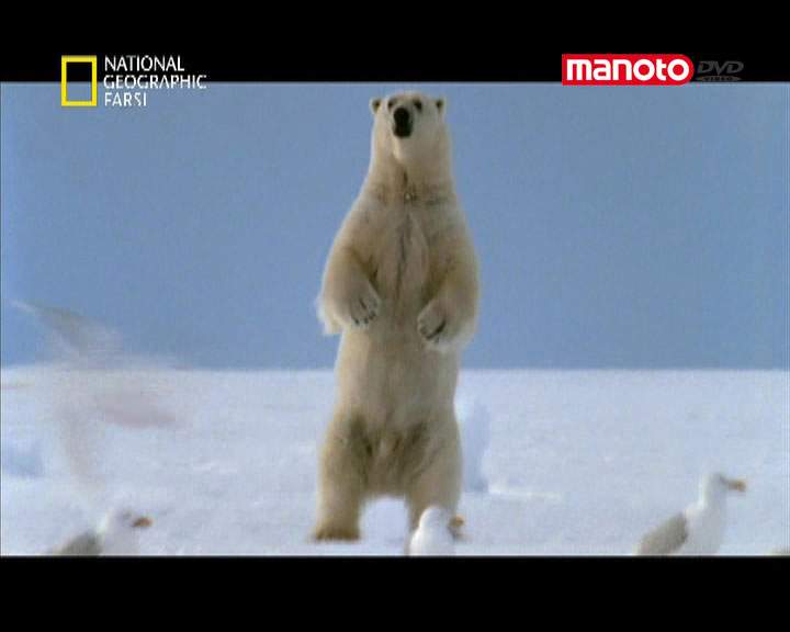 دانلود مستند خرس قطبی از مجموعه شکارچیان