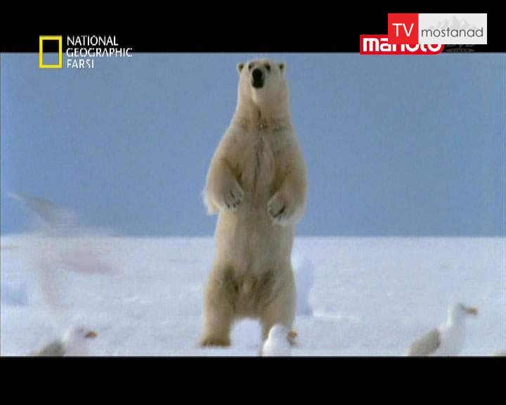 دانلود مستند خرس قطبی از مجموعه شکارچیان دانلود مستند خرس قطبی از مجموعه شکارچیان