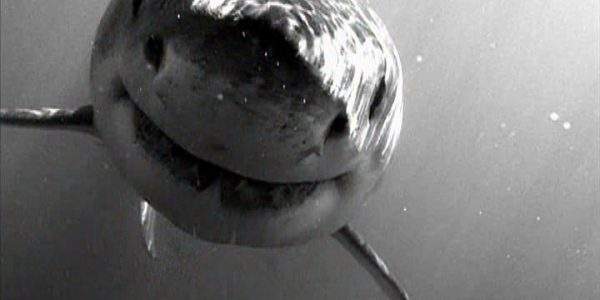 دانلود مستند کوسه سفید بزرگ از مجموعه شکارچیان