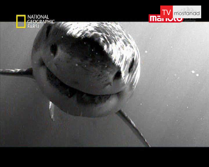 دانلود مستند کوسه سفید بزرگ از مجموعه شکارچیان دانلود مستند کوسه سفید بزرگ از مجموعه شکارچیان