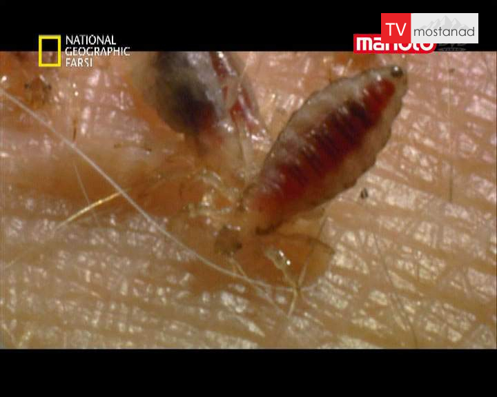 دانلود مستند هندوستان از مجموعه تجربه های دکتر مایک دانلود مستند هندوستان از مجموعه تجربه های دکتر مایک