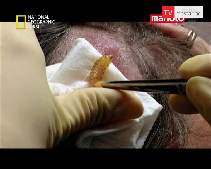 دانلود مستند جزیره ی بورنئو از مجموعه تجربه های دکتر مایک دانلود مستند جزیره ی بورنئو از مجموعه تجربه های دکتر مایک