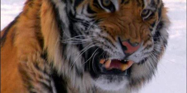 دانلود مستند آسیا سرزمینی پهناور از مجموعه کشنده ترین حیوانات جهان